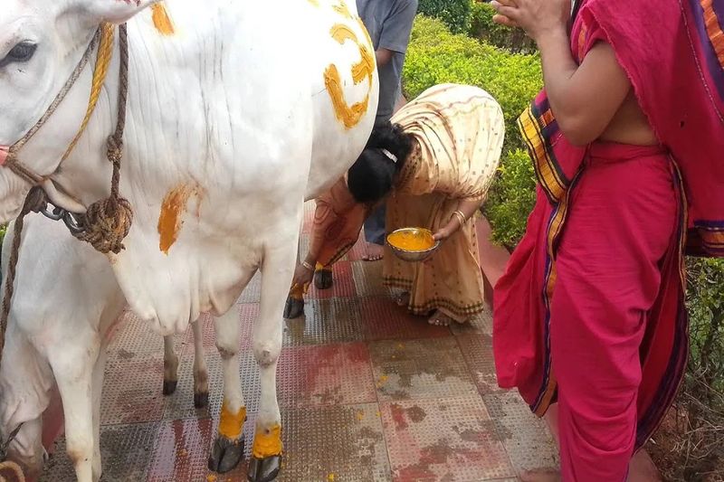 devotees celebrating a baby shower for temple cow in kallakurichi