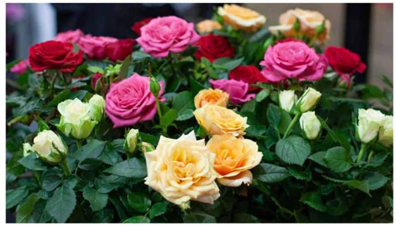 Happy Rose Day 2024 wishes, romantic messages, Facebook/WhatsApp status to share RBA