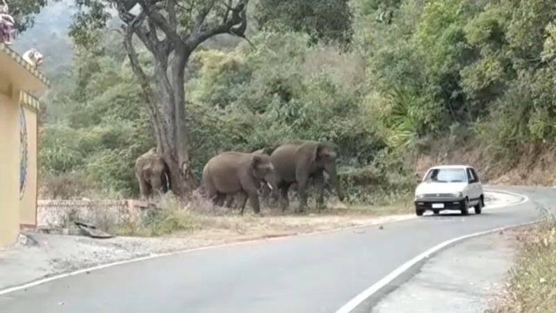 In the Nilgiris, the wild elephants roaming around the residential area are being chased back into the forest vel