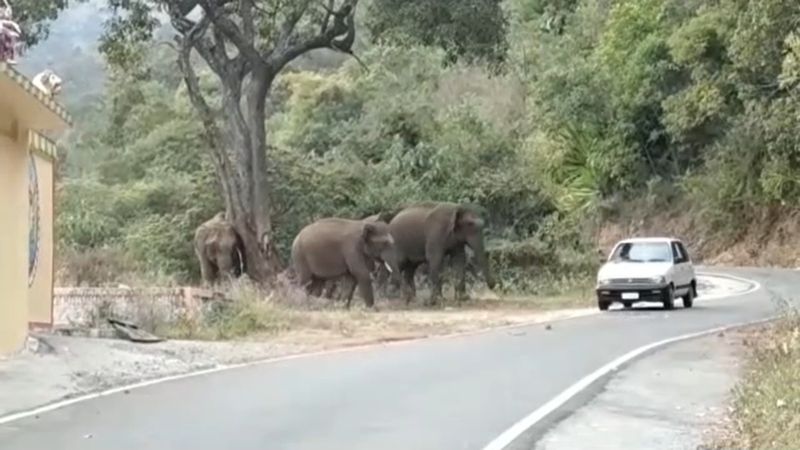 forest elephants entered residential areas in nilgiris district