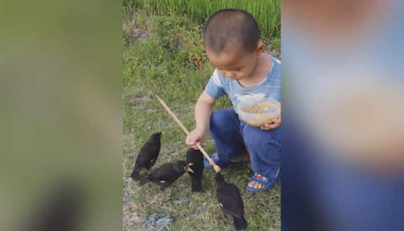 Viral Video Of Young Boy Feeding Birds Wins Hearts Online azn