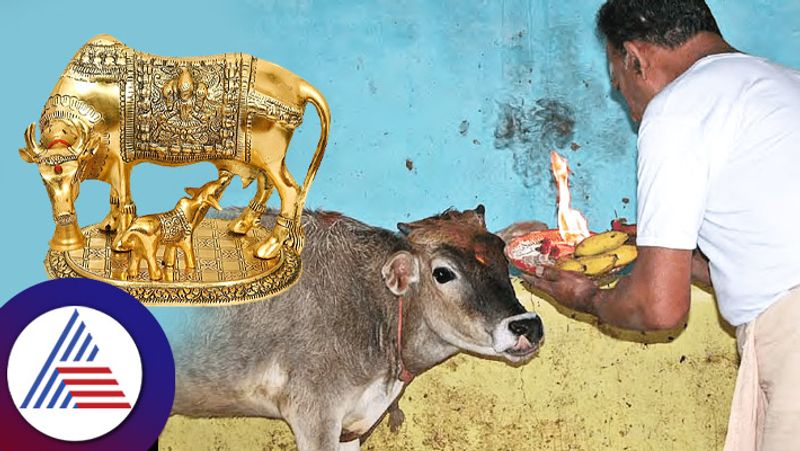 Do These Measures Related To Cow Daily Progress Will Be In Your Hands