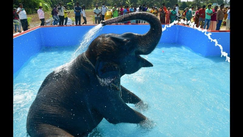 pateeswarar temple elephant take a bath in swimming pool with full of happiness in coimbatore