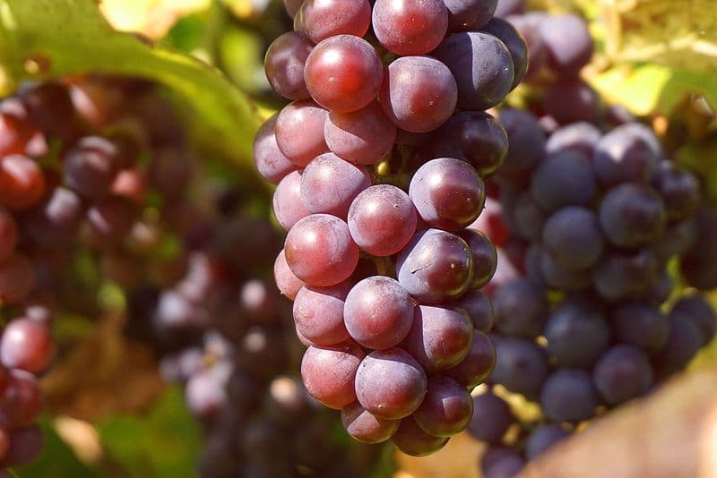 7 health benefits to include black grapes in your diet RBA