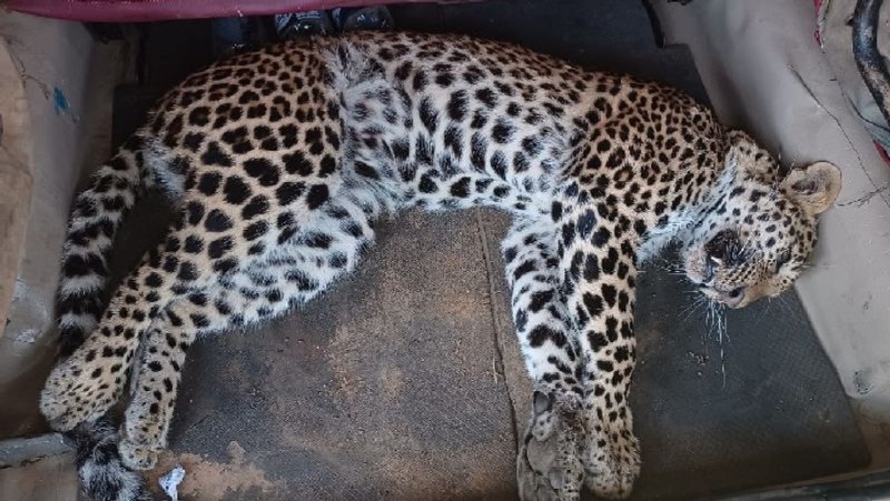 Chikkamagaluru  leopard died after it getting caught in a trap which set to catch a wild boar at Mudigere akb