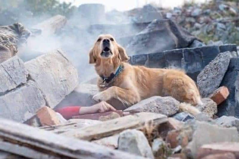 Heartbreaking pictures from the earthquakes prone Turkey, Syria