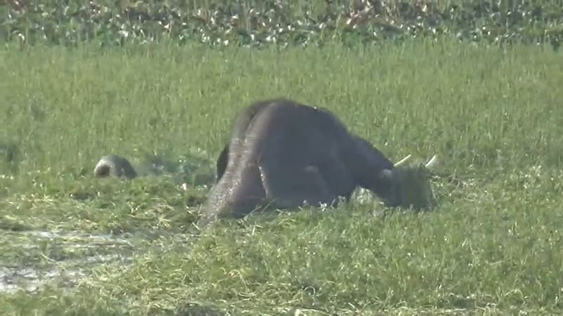 forest elephants take a bath in hosur lake