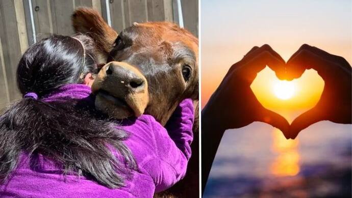 Animal Welfare Board withdraws appeal of 'Cow Hug Day' on February 14; here's why 