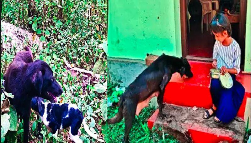 Puttur Street Dog gets stuck in car bumper and travels 50 km without Harm, little girl love on dog makes dog rejoin its puppies akb 