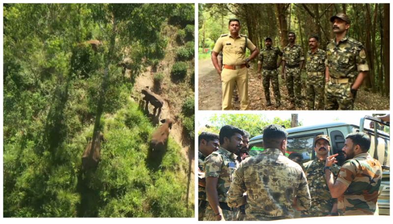 makhna forest elephant again returned to mettupalayam for people's protest