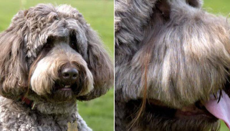 long Eyelash Of An American Dog Sets A Guinness World Record azn