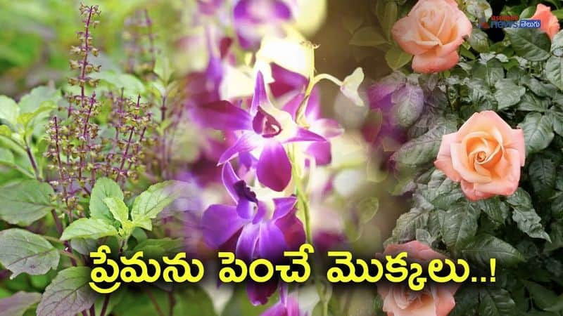 4 Magical plants to attract Love, Joy and Prosperity!