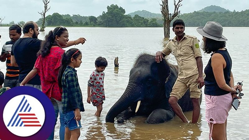 3 elephants shift again from Sakrebail at shivamogga rav