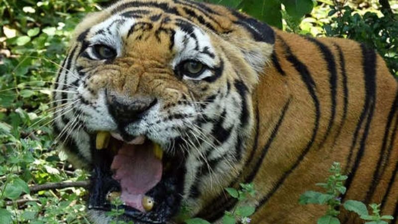 Boy dies of tiger attack Attacked while boy playing in garden sat