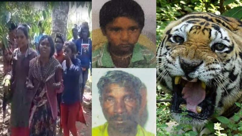 Kodagu Tiger killed two members of same family in 24 hours Grandson yesterday grandfather today sat