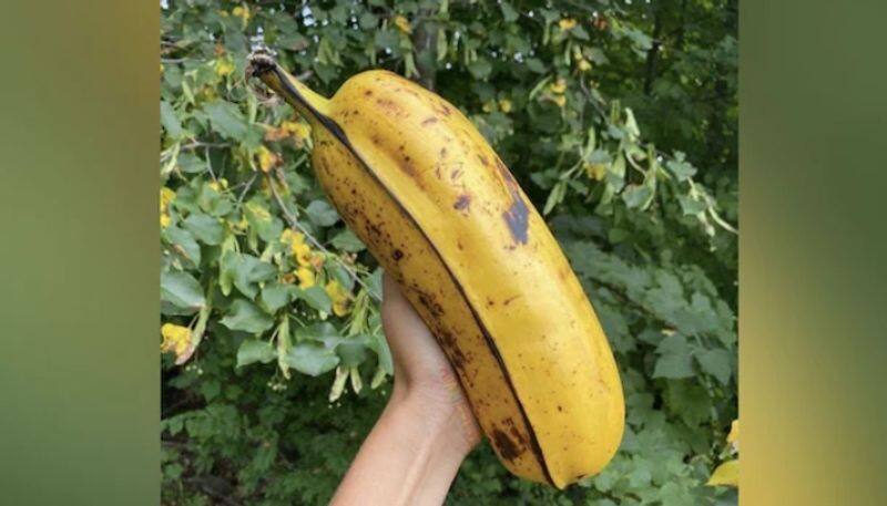 photo of giant banana going viral in social media hyp 