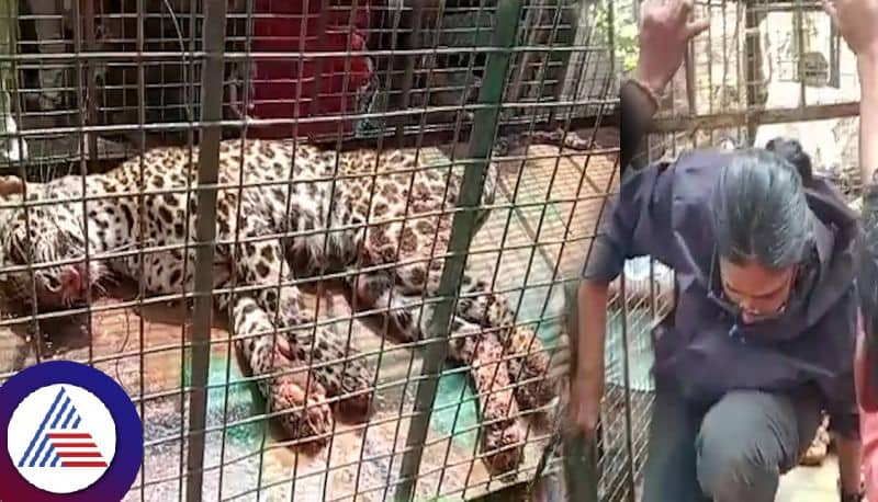 Woman veterinarian sits in cage, rescues leopard from 25ft well in 2-hour operation in Mangaluru