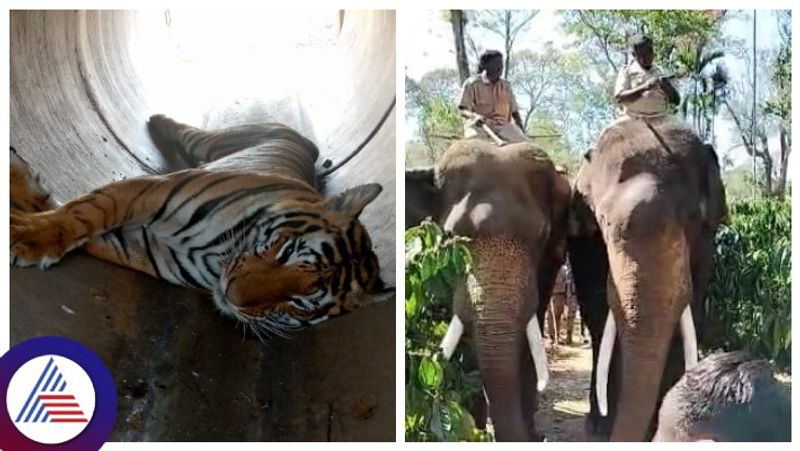 tiger rescue operation started in kodagu gow