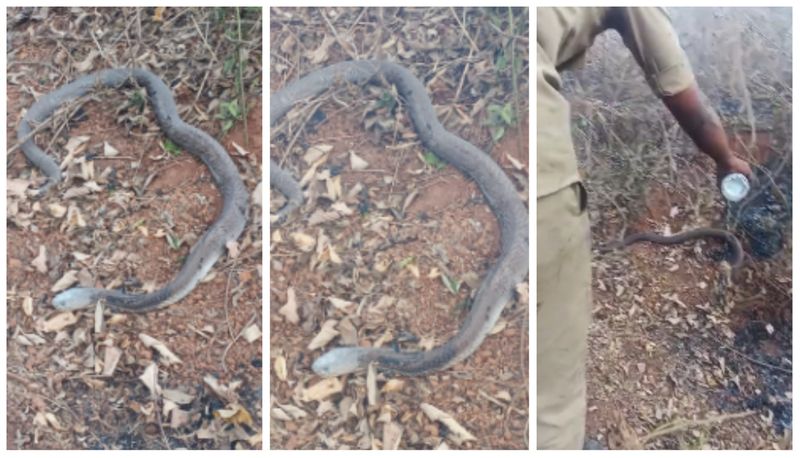 Firefighters rescued the snake caught in the fire sts