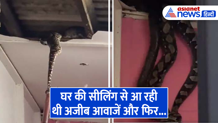 Shocking Video : घर की सीलिंग से आ रही थी अजीब आवाजें, फिर सामने आई ये ...