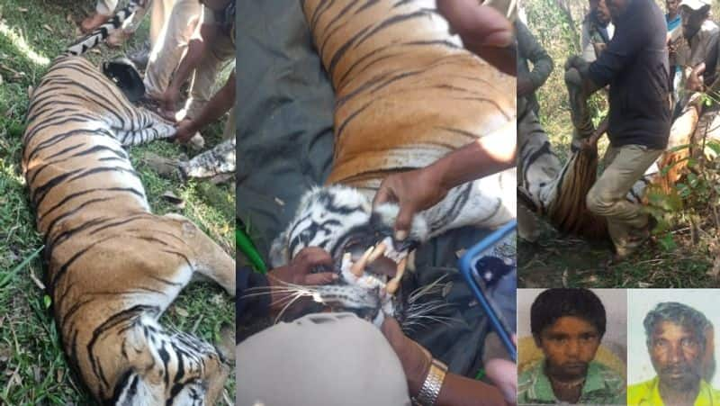 Kodagu man eating male tiger is captured people are relieved sat