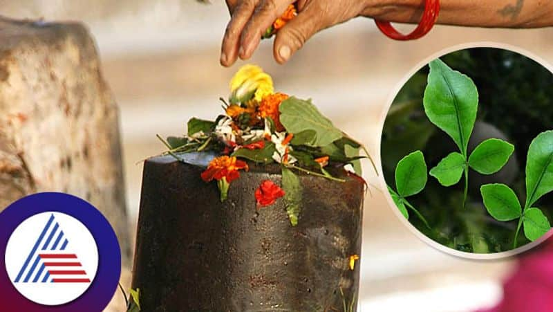 Avoid using these 8 things while worshipping Lord Shiva skr