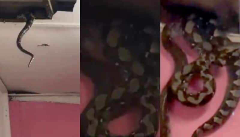 Three Giant Snakes Fall Through Ceiling azn 