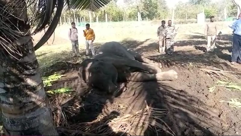 Forest elephant that chased the garden labor youth just miss sat