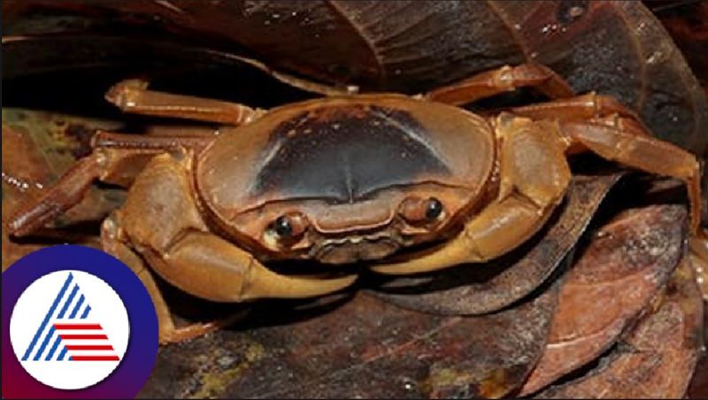 New crab found in Yallapur at uttarakannada vela bandhavya gopalakrishna hegde rav