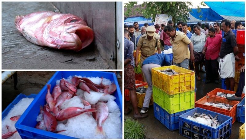 Rotten fish seized from champakkara market in kochi