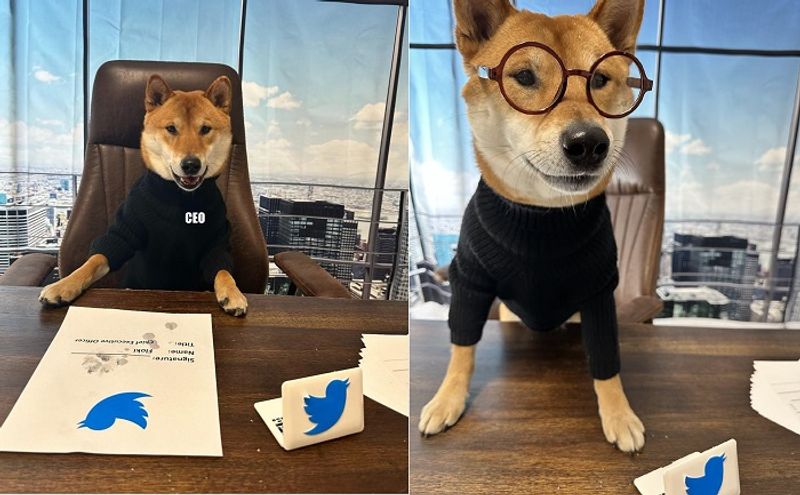 Elon musk Appoint his pet dog as new CEO of Twitter says he is batter than Ex parag agarwal ckm 