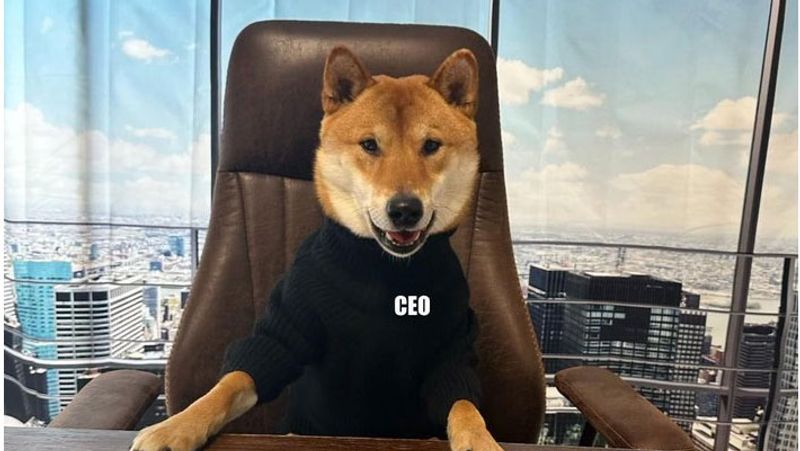 Elon Musk has finally found a CEO for Twitter new CEO is not a human but a dog, see here