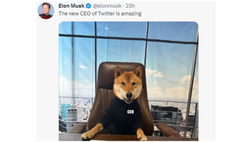 Elon Musk's dog Floki takes over as Twitter CEO sparks internet frenzy vvk