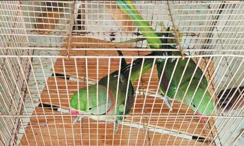 Is it good to keep parrots at home according to Vastu? rsl