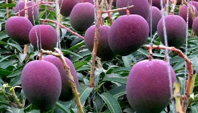 west bengal is to grow Japanese Miyazaki most expensive mango rlp