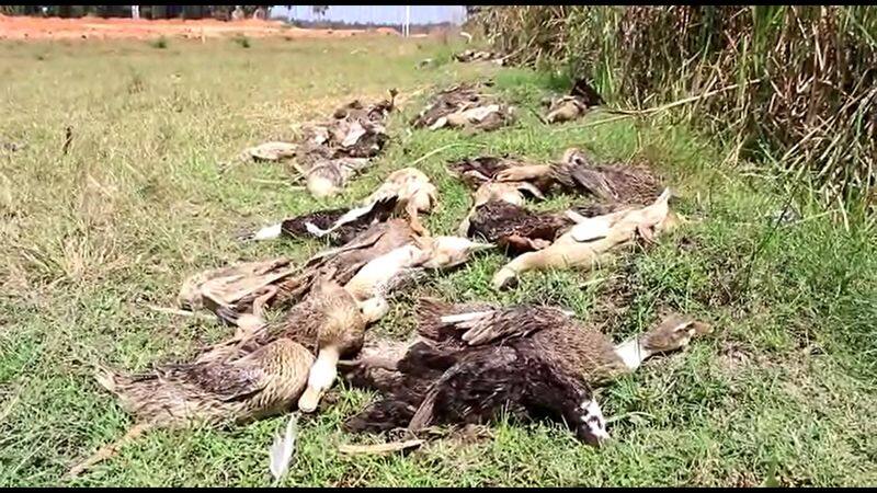 more than 400 ducks died in puducherry