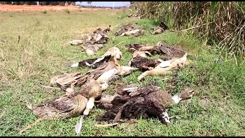 more than 400 ducks died in puducherry