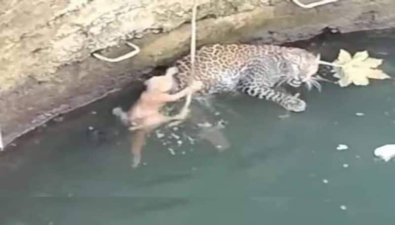 leopard and cat fell into same well  rlp