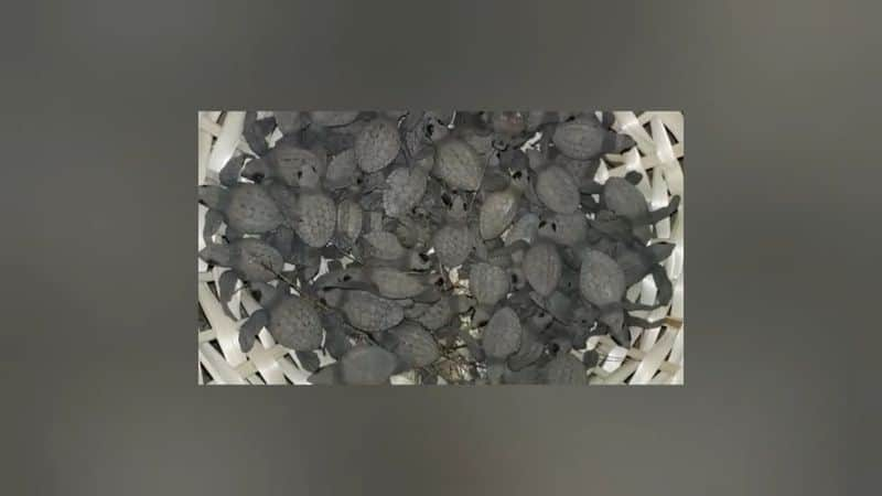 110 baby turtles released into the kanyakumari sea