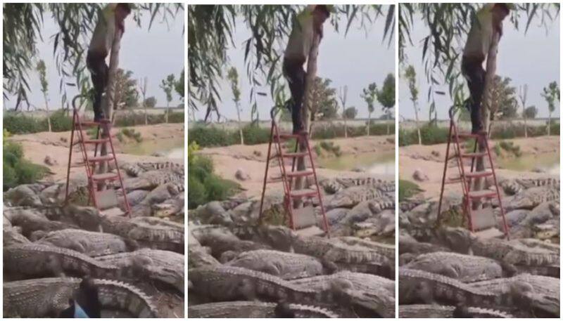 man surrounded by crocodiles stands atop a ladder viral video bkg