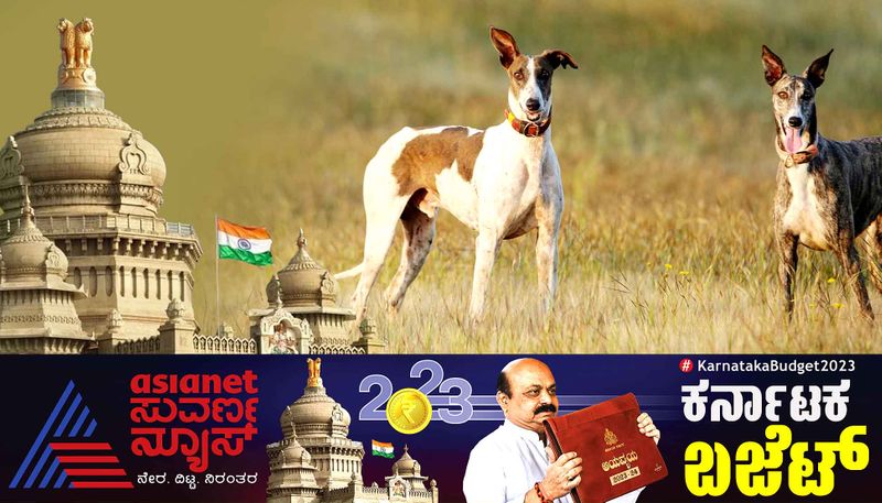 Karnataka Budget 2023 24 Rs 5 crore fund reserved for Mudhol Hound dogs