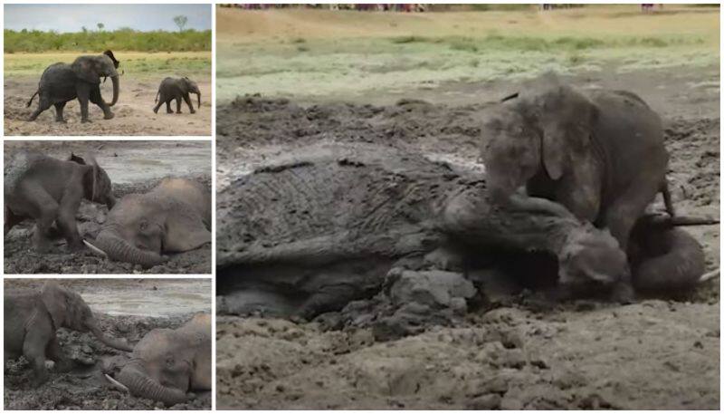 elephant cub does not move away from her mother who is stuck in a mud pit bkg 