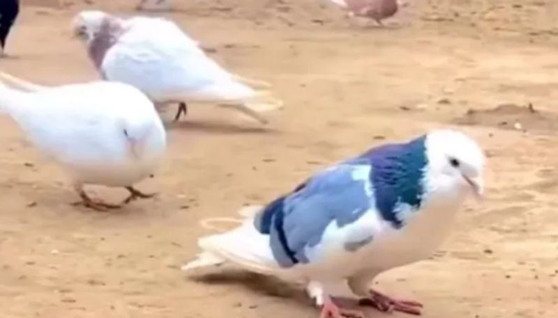 Pigeon Performs Backflips Internet Says What A Showoff