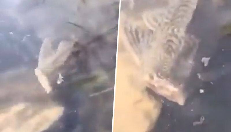 Headless fish swims around lake, viral video terrifies netizens: Watch - gps