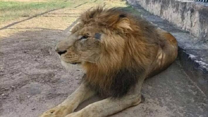 lion