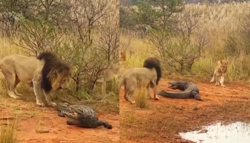 Lion attacking crocodile rlp