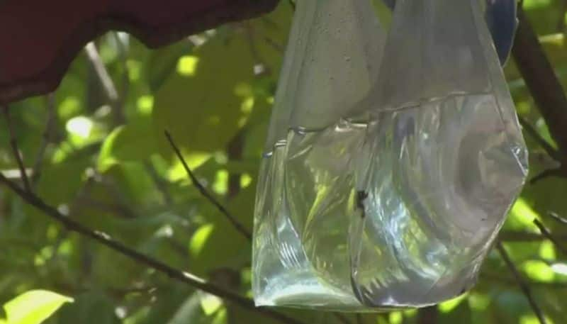 hanging water in plastic bag cannot resist houseflies says experts hyp