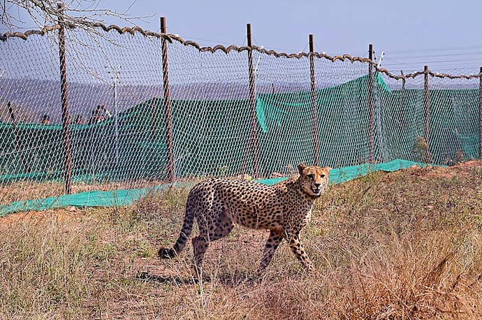 cheetah in kuno