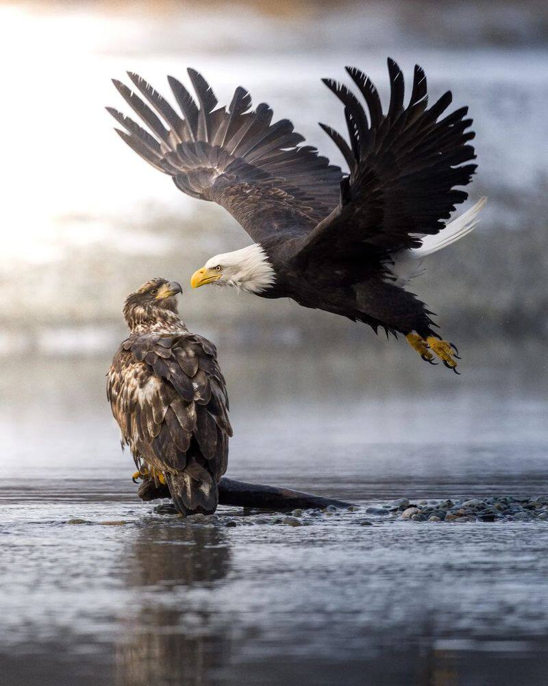 Indian-Origin Karthik Subramaniam Wins National Geographic Pictures Of The Year Contest