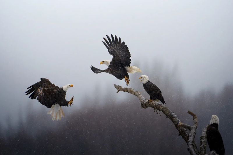 Forest department informs that the number of eagles has increased in Tamil Nadu KAK